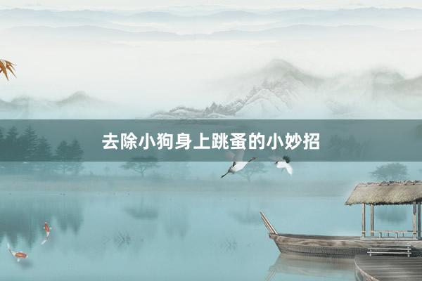 去除小狗身上跳蚤的小妙招